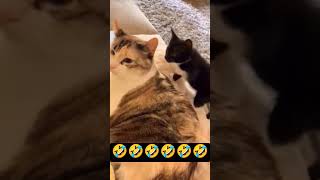 failarmy animals 😂failarmy 2024 animals 😂failarmy cats 😂shorts shortvideo dog animals youtube [upl. by Suiratnauq540]