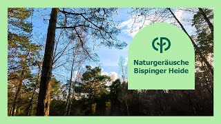 Naturgeräusche Bispinger Heide  ASMR Entspannung amp Meditation  Center Parcs [upl. by Blanchette668]