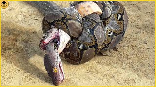 15 Epic Battles Between Snakes and Cobras [upl. by Aicel316]