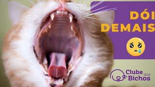 🚨 REMEDIOS CASEROS PARA CURAR LOS SÍNTOMAS DE LA GINGIVITIS EN GATOS 🚨 [upl. by Joselyn384]