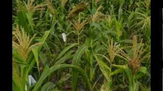 How introduce traits in Maize by back cross breeding [upl. by Linson]