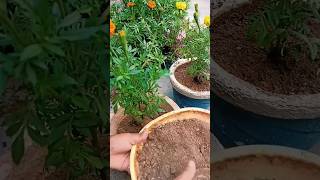 Plant marigold in this way and it will rain flowers throughout the seasonshortsfeed trendingviral [upl. by Akimet]