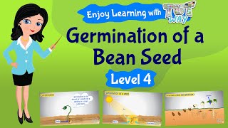 Seed Germination  aumsum kids science education children [upl. by Leahey769]