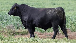 Lot 142 EVT22T425 Peakes Bowen 2024 [upl. by Goldshell]