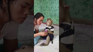 Best Video Of Monkey Koko amp Yokos Family Life💕 shorts [upl. by Olette]