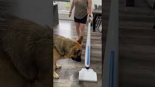 Hizero cleans up after big dog 🐶🤩Sweep and mop at the same time Hizero CleaningMadeEasy [upl. by Itsim905]