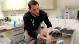 How To Give Your Pet A Medicated Bath by St Paul Pet Hospital [upl. by Nishi]