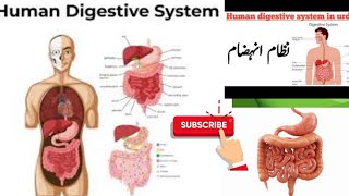 Digestive system  Exam preparation to the point [upl. by Ydniw]