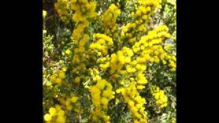 Shirley Jacobs The Wattle [upl. by Lanoil]