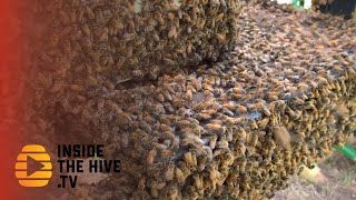 New way to help honey bees to fight Varroa mites [upl. by Notfa744]