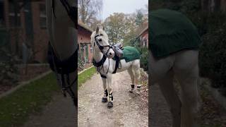 Halten die Gamaschen was sie versprechen 😮 Wir probieren es aus pferdeliebe pferde horse [upl. by Yoo]