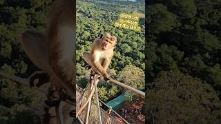 スリランカ シーギリヤ ライオンロック 海外旅行 travel スリランカsigiriya 旅 女1人旅 [upl. by Belier556]