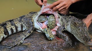 Unbelievable Three Turtle in Crocodile Stomach then Cooking Crocodile Recipe in Forest [upl. by Halbert]