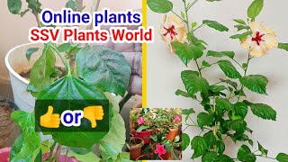 Online plants  low cost plants  plants online shopping onlineplants [upl. by Monahan]