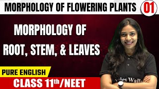 MORPHOLOGY OF FLOWERING PLANTS 01  Morphology Of Root Stem And Leaves  Botany  Class 11thNEET [upl. by Aneehc181]