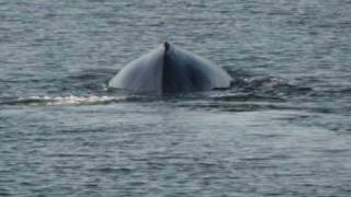 Whales of Alaska  Juneau AK May 2009 By Pamela W [upl. by Engelhart]