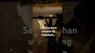 Pilay na pusa pamamasura cat animals viralvideo engagement [upl. by Avehstab]