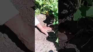 Mostrándoles mi plantación de batata chacra plantaciones batata viralyoutubevideo [upl. by Brittney71]