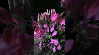 Cleome Pink [upl. by Champaigne]