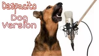 Despacito Song  Dog Sound [upl. by Yazbak]