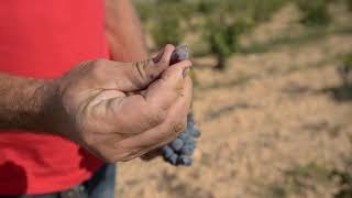 fermentacion espontanea  Documental sobre vinos naturales [upl. by Hultin927]