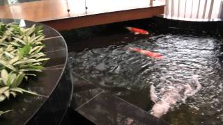 Singapore Changi Airport Terminal 3 Transit Area Koi Pond [upl. by Annahgiel]