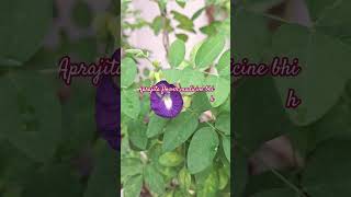 Aprajita flower medicine 💊 bhi h flowers amazingfacts trending youtubeshorts shorts gardening [upl. by Ecirtnas]