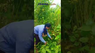 Farming Sericulture 💯💯🙏🙏🥰 [upl. by Anabal11]