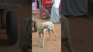 chippiParai Dog nativebreeddogsdog labradorrajapalayamdog dogbreedpetsanimaldog chippiparai [upl. by Bergen]