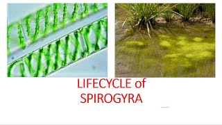 Lifecycle of Spirogyra [upl. by Ahseym645]