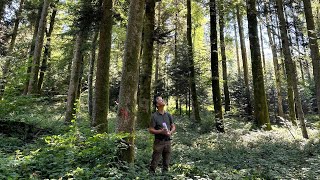 Le martelage dans la forêt pérenne [upl. by Jovitah]