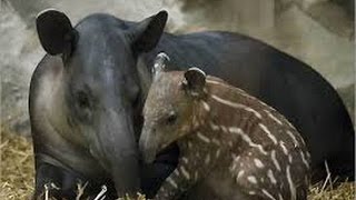 Facts About Tapirs [upl. by Novyart910]