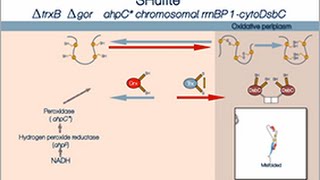 Disulfide bond formation in the cytoplasm of SHuffle cells [upl. by Ajroj]