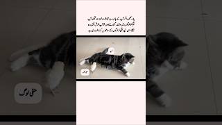 Stay Away from Negative People cat urdu [upl. by Mattah]