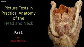 Picture tests in head and neck anatomy 8 [upl. by Kylynn]