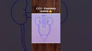 CCC  Excretory system 👍 biology bio science excretorysystem diagram art shorts [upl. by Penney]