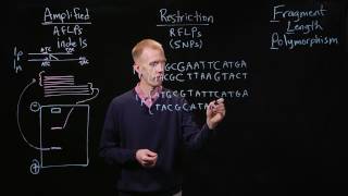 PCR Genotyping [upl. by Allac]