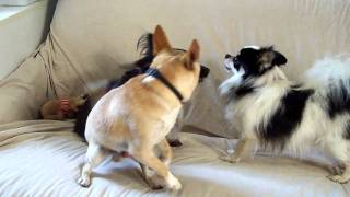 91410 Papillon mix meets stray Chihuahuas [upl. by Silas]