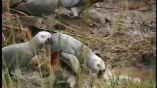 Where the Wild Greys Are  Grey Parrot Conservation Part 3 [upl. by Phelan]