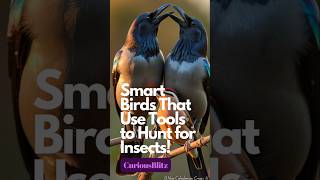 Smart Birds That Use Tools to Hunt for Insects 🐦🛠️ [upl. by Haakon]