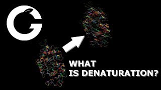 Enzymes  Denaturation and Activation Energy [upl. by Arratahs259]