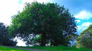 Evening Walk Through Mahurangi Regional Park Auckland  4k [upl. by Hanah282]