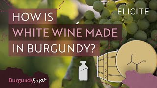 White Winemaking In Burgundy Explained [upl. by Cyrilla523]