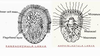 Larvae of Porifera amphiblastula parenchymula [upl. by Nerreg486]