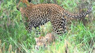 Leopards Mating  Cheetah Plains  Sabi Sand Karula amp MvulaMOV [upl. by Eirruc595]