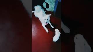 Spitz Dog funny videoviralvideo funny shortclips shortclips comedy trendingshorts [upl. by Ahsei293]