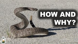 How and Why Does A Rattlesnake Produce Its Rattle [upl. by Trinetta576]