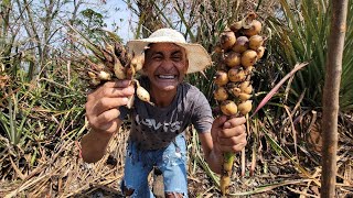 Don José nos muestra como sacar la piñuela levanta muerto 🤣🏃‍♀️🏃vida de campo en El Salvador [upl. by Tolland]