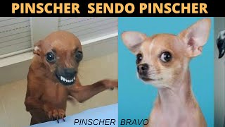 PINSCHER BRAVO  😂 TENTE NÃO RIR COM ESSAS CRIATURINHAS  Cachorro Pinscher [upl. by Esilahc]