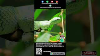 Bornean Keeled Pit Viper wildlife snake pitvipers reptiles northborneo wildlifeanimals [upl. by Mezoff]